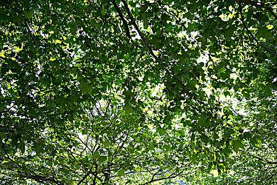 《艾尔登法环：黄金树幽影》超酷截图 享受绝美风景